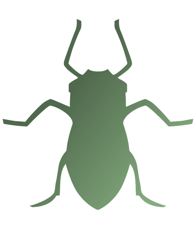 Aphid